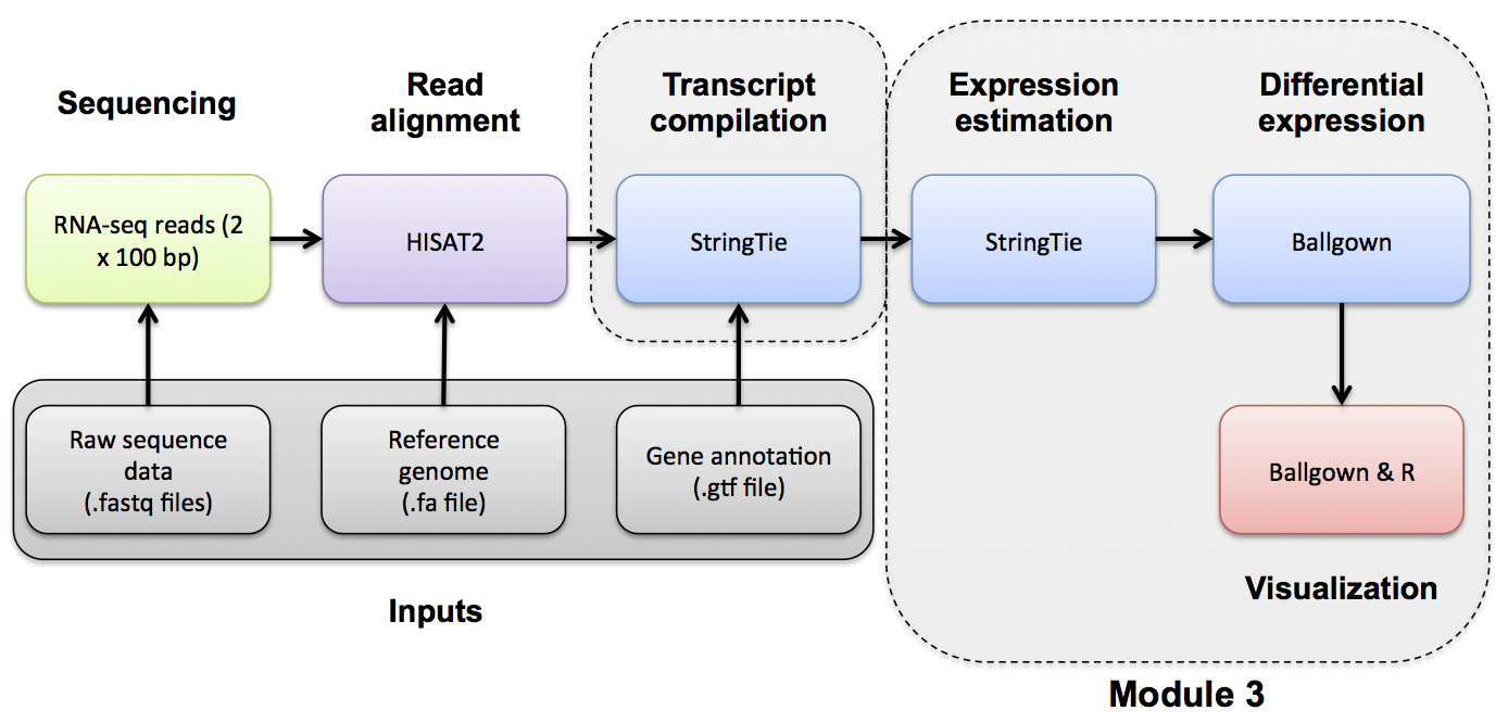 RNA-seq Flowchart - Module 4